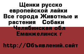 Щенки русско европейской лайки - Все города Животные и растения » Собаки   . Челябинская обл.,Еманжелинск г.